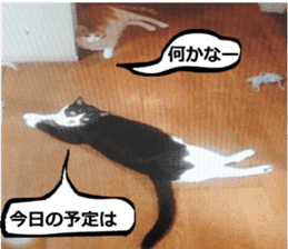 sticker japan cat&gin Photo version 9 sticker #15152922