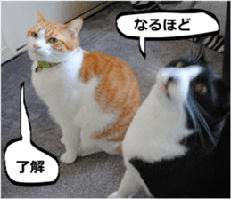 sticker japan cat&gin Photo version 9 sticker #15152923