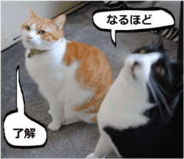 sticker japan cat&gin Photo version 9 sticker #15152923