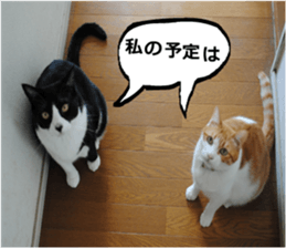 sticker japan cat&gin Photo version 9 sticker #15152924