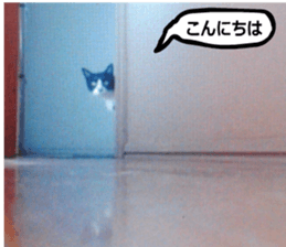 sticker japan cat&gin Photo version 9 sticker #15152926