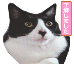 sticker japan cat&gin Photo version 9 sticker #15152927