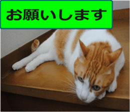 sticker japan cat&gin Photo version 9 sticker #15152929