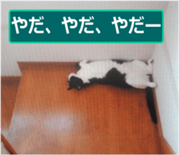 sticker japan cat&gin Photo version 9 sticker #15152930