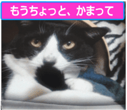 sticker japan cat&gin Photo version 9 sticker #15152931
