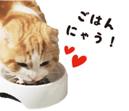 cat's HANA! sticker #15153197