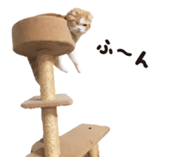 cat's HANA! sticker #15153200