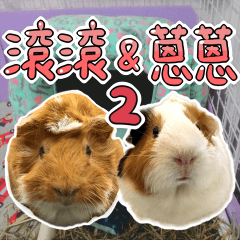 Guinea pig : eat & sleep - photo vol. 2