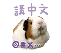 Guinea pig : eat & sleep - photo vol. 2 sticker #15156101