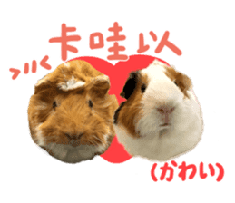 Guinea pig : eat & sleep - photo vol. 2 sticker #15156102