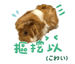 Guinea pig : eat & sleep - photo vol. 2 sticker #15156103