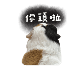 Guinea pig : eat & sleep - photo vol. 2 sticker #15156104
