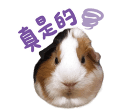Guinea pig : eat & sleep - photo vol. 2 sticker #15156105