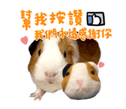 Guinea pig : eat & sleep - photo vol. 2 sticker #15156108