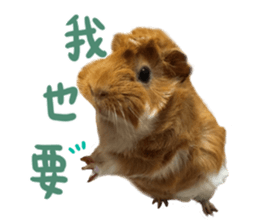 Guinea pig : eat & sleep - photo vol. 2 sticker #15156110