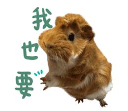 Guinea pig : eat & sleep - photo vol. 2 sticker #15156110