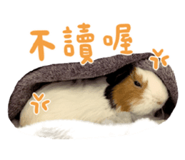 Guinea pig : eat & sleep - photo vol. 2 sticker #15156112