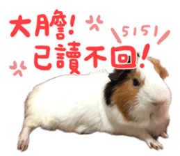 Guinea pig : eat & sleep - photo vol. 2 sticker #15156113
