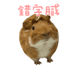 Guinea pig : eat & sleep - photo vol. 2 sticker #15156114