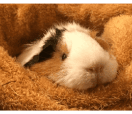 Guinea pig : eat & sleep - photo vol. 2 sticker #15156115