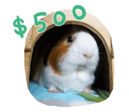 Guinea pig : eat & sleep - photo vol. 2 sticker #15156116