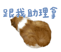 Guinea pig : eat & sleep - photo vol. 2 sticker #15156117