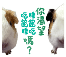 Guinea pig : eat & sleep - photo vol. 2 sticker #15156119