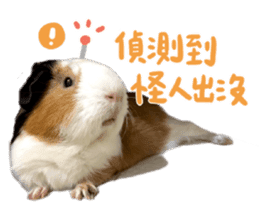 Guinea pig : eat & sleep - photo vol. 2 sticker #15156120