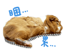 Guinea pig : eat & sleep - photo vol. 2 sticker #15156121