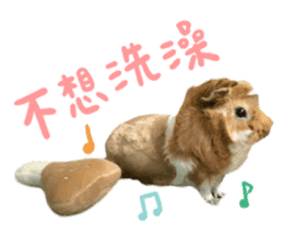 Guinea pig : eat & sleep - photo vol. 2 sticker #15156122