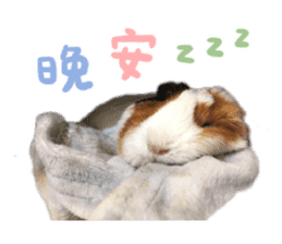 Guinea pig : eat & sleep - photo vol. 2 sticker #15156123