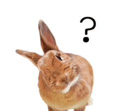 Pi-chan and Muu-chan's daily life 2 sticker #15157270