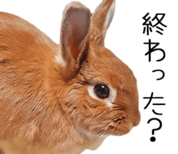 Pi-chan and Muu-chan's daily life 2 sticker #15157272