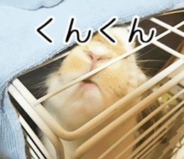 Pi-chan and Muu-chan's daily life 2 sticker #15157288