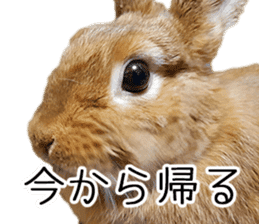 Pi-chan and Muu-chan's daily life 2 sticker #15157290