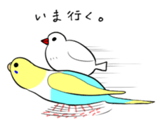Java sparrow and gangs sticker #15498611