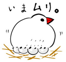 Java sparrow and gangs sticker #15498618