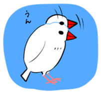 Java sparrow and gangs sticker #15498625
