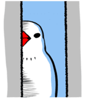 Java sparrow and gangs sticker #15498632