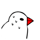 Java sparrow and gangs sticker #15498639