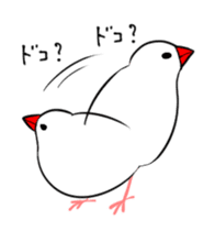 Java sparrow and gangs sticker #15498646