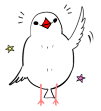 Java sparrow and gangs sticker #15498648