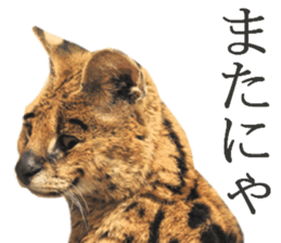 Chaos Animal Sticker2 sticker #15499753