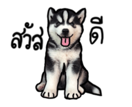 Husky Puppy Ava sticker #15500322