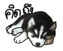 Husky Puppy Ava sticker #15500323
