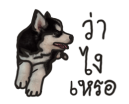 Husky Puppy Ava sticker #15500324