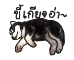Husky Puppy Ava sticker #15500326