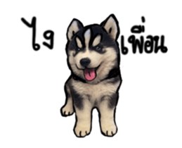 Husky Puppy Ava sticker #15500332
