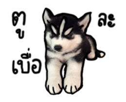 Husky Puppy Ava sticker #15500333