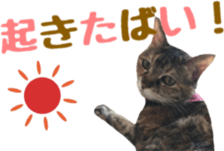 cat of cure Hakata dialect sticker #15501946